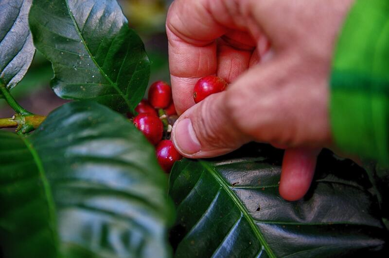 Kaffee - ein Getränk aus den Äquatorgegenden Kaffee - ein Getränk aus den Äquatorgegenden