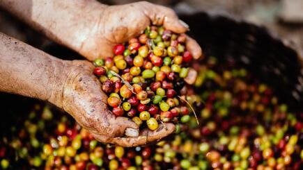 Von der Blüte bis zur Bohne, alles über Kaffee